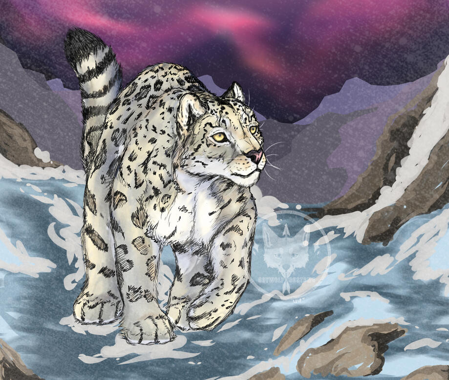 Snow Leopard Scene Practice