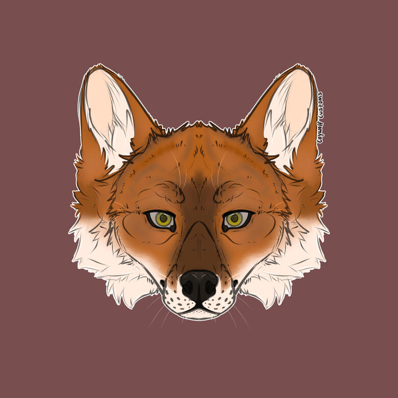 Northern Dhole Warmup Doodle - 2025